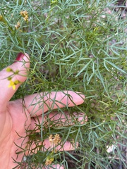 Coreocarpus dissectus