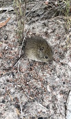 Pseudomys shortridgei