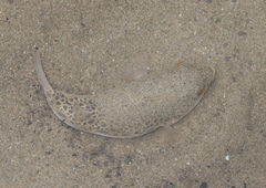 Tetractenos hamiltoni