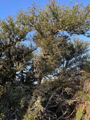 Ceanothus thyrsiflorus