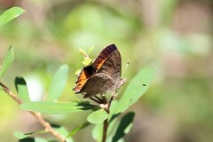 Paralucia pyrodiscus lucida