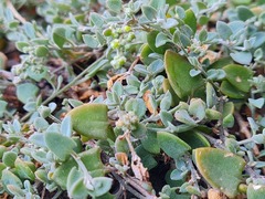 Chenopodium triandrum
