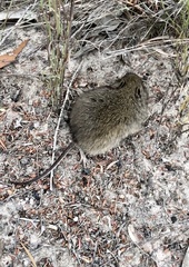 Pseudomys shortridgei