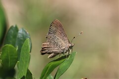 Paralucia pyrodiscus lucida