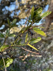 Ceanothus thyrsiflorus