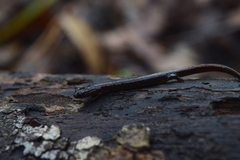 Eurycea quadridigitata