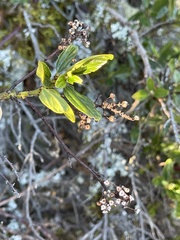 Ceanothus thyrsiflorus