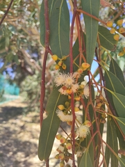 Eucalyptus camaldulensis arida