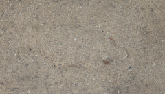 Tetractenos hamiltoni