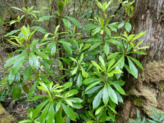 Anopterus glandulosus