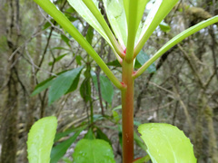 Anopterus glandulosus