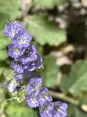 Phacelia scariosa