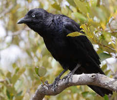 Corvus orru