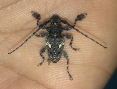 Aegomorphus circumflexus