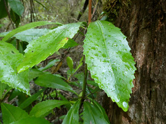 Anopterus glandulosus