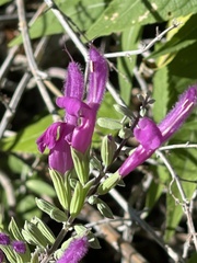 Salvia peninsularis