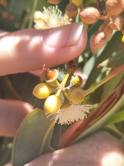 Eucalyptus camaldulensis arida