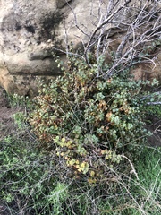 Prunus ilicifolia