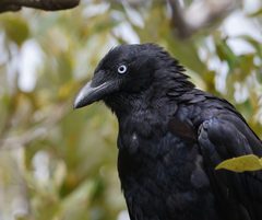 Corvus orru