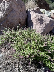 Salvia peninsularis