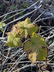Rubus parviflorus