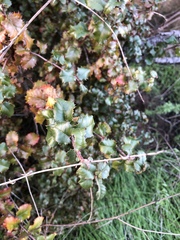 Prunus ilicifolia