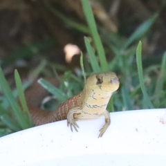 Cyclodomorphus michaeli