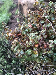Prunus ilicifolia