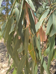 Eucalyptus camaldulensis arida