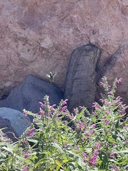 Basilinna xantusii