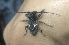 Aegomorphus circumflexus