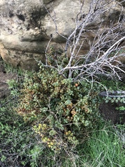 Prunus ilicifolia