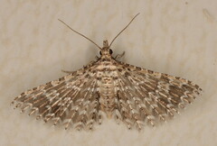 Alucita spicifera