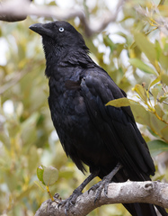 Corvus orru