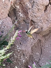 Basilinna xantusii
