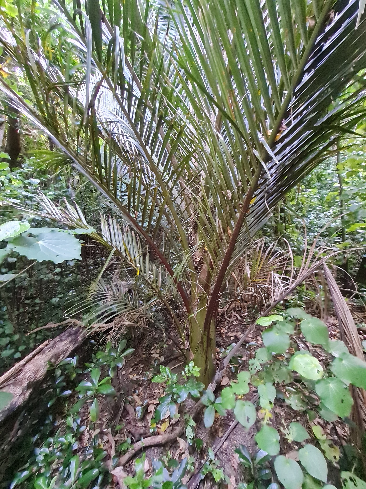 Arecaceae