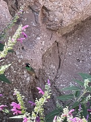 Basilinna xantusii