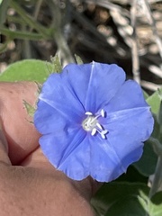 Jacquemontia abutiloides