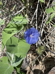 Jacquemontia abutiloides