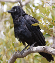 Corvus orru