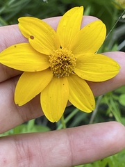 Heliopsis anomala