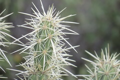 Cylindropuntia acanthocarpa acanthocarpa
