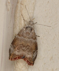 Choreutis aegyptiaca