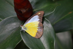 Appias lyncida