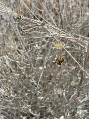Wedelia hispida