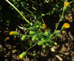 Arnica discoidea