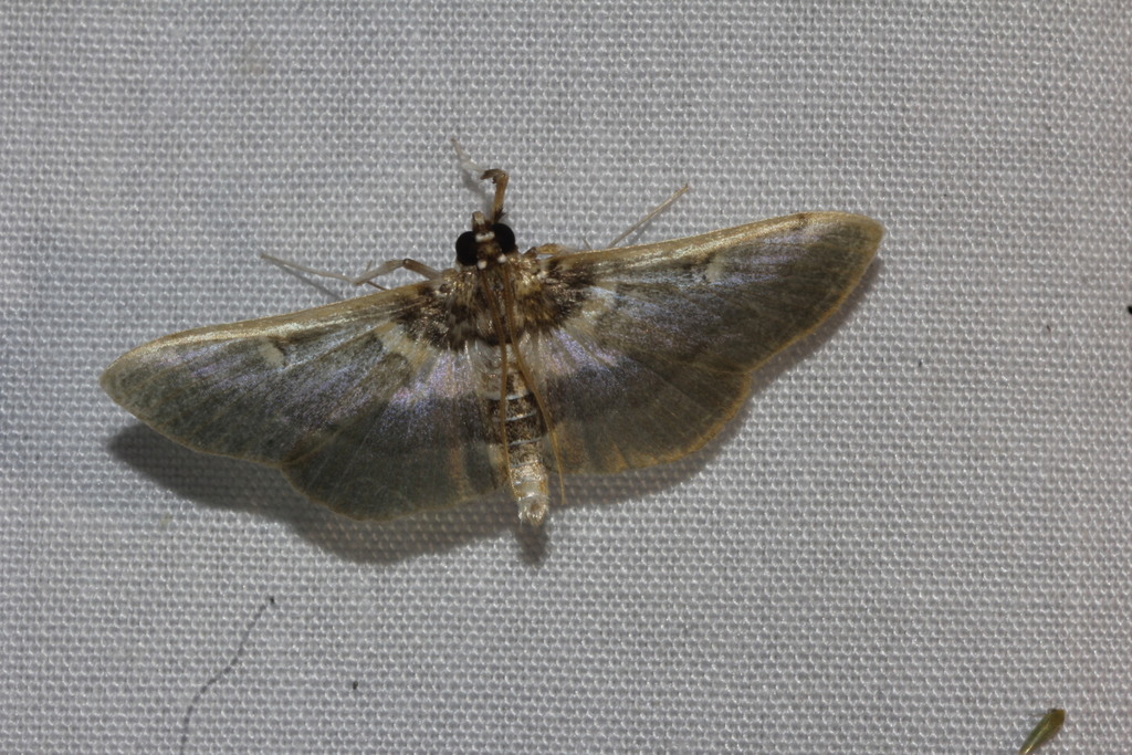 Apilocrocis brumalis