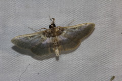 Apilocrocis brumalis