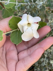 Mandevilla hesperia