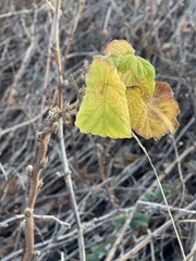 Rubus parviflorus